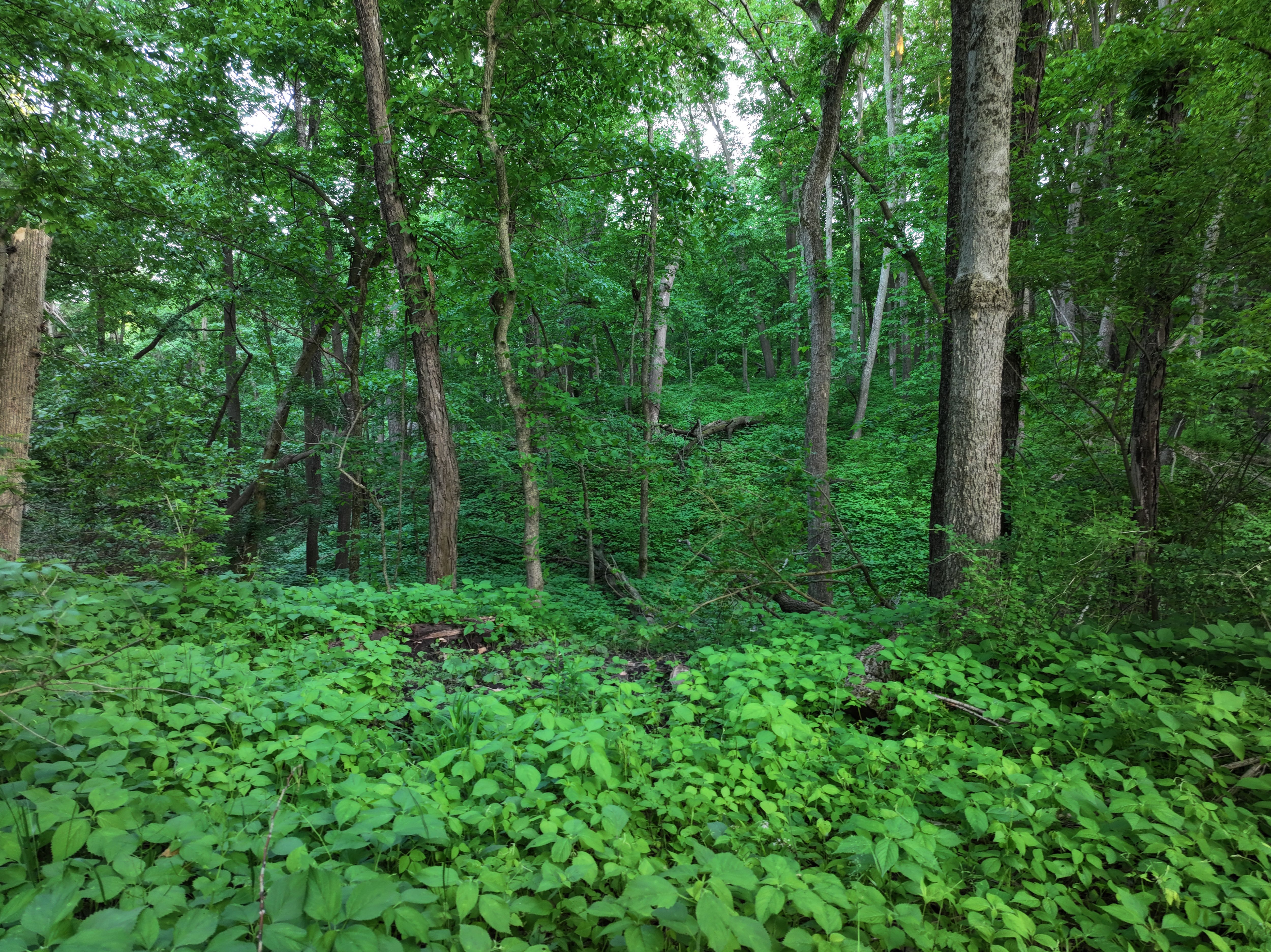 Listing Photo: Mercer-County-Land-For-Sale