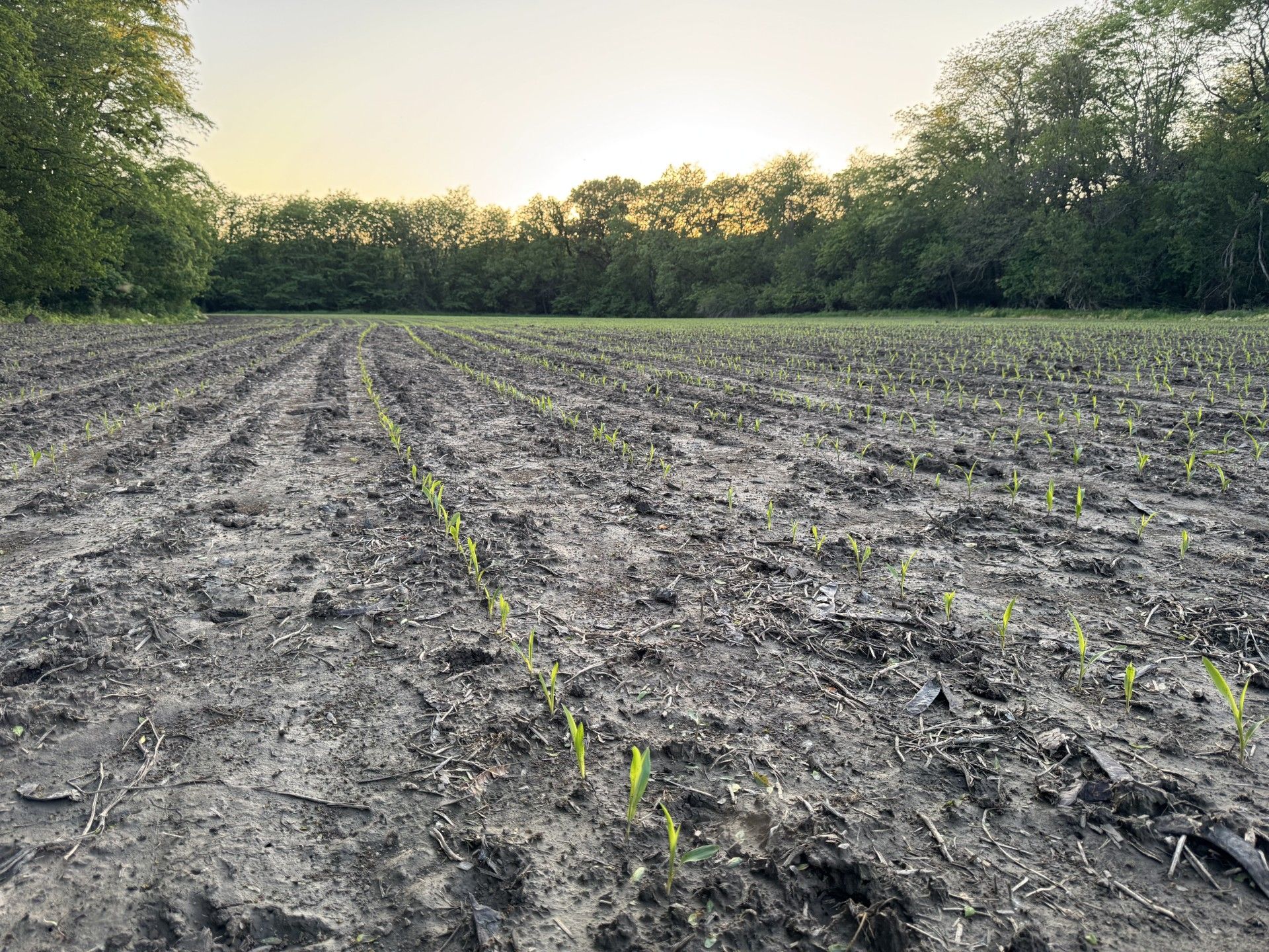Listing Photo: Mercer-County-Illinois-Farmland-Available