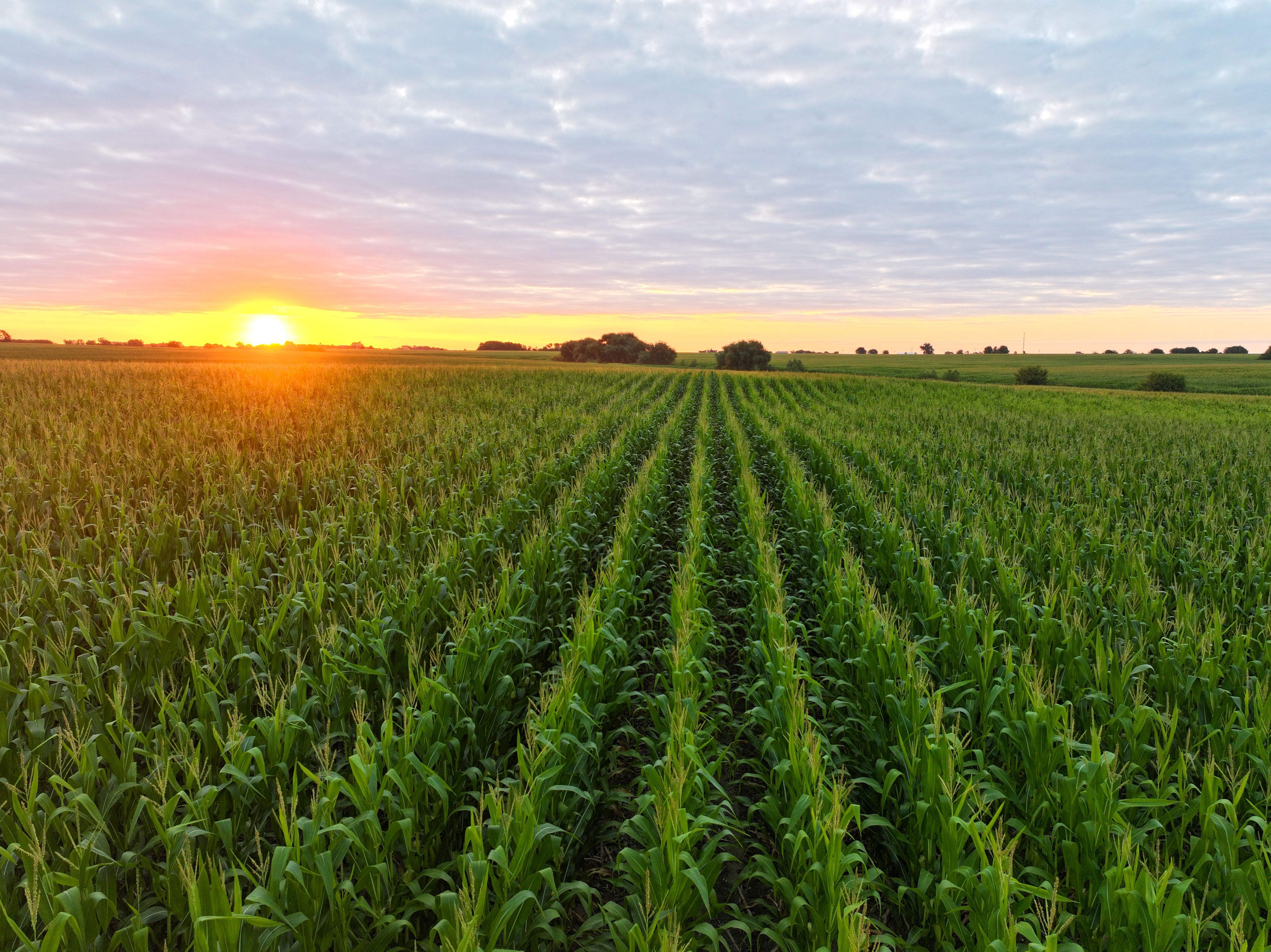 Listing Photo: Farm_Sunrise_Buchanan_County_Iowa