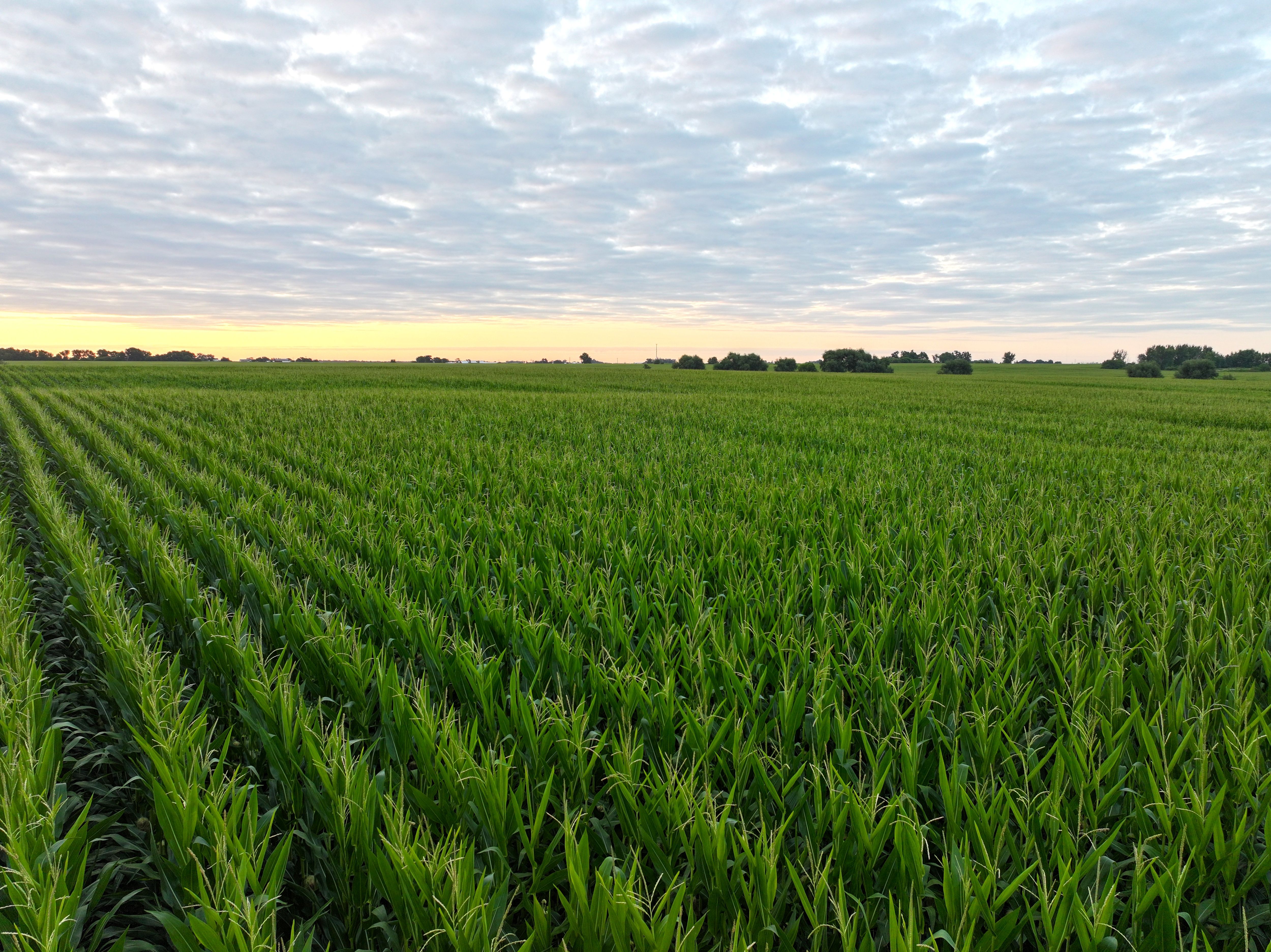 Listing Photo: Iowa_Farmland_Sale