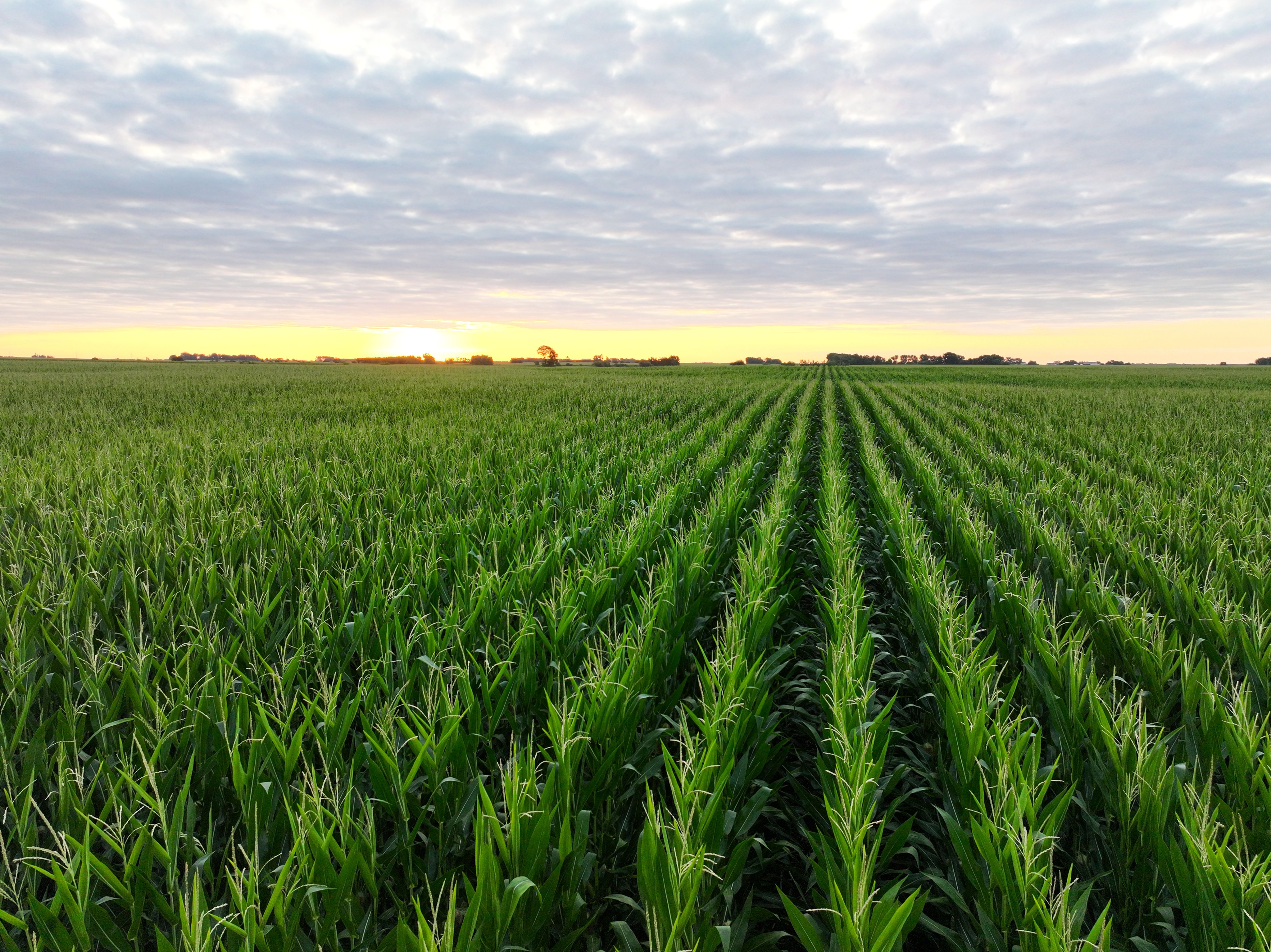 Listing Photo: Farmland_For_Sale_Iowa