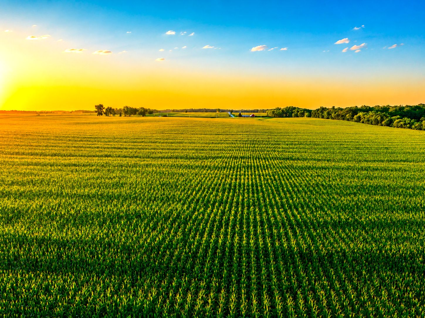 Listing Photo: Iowa-Farmland-For-Sale