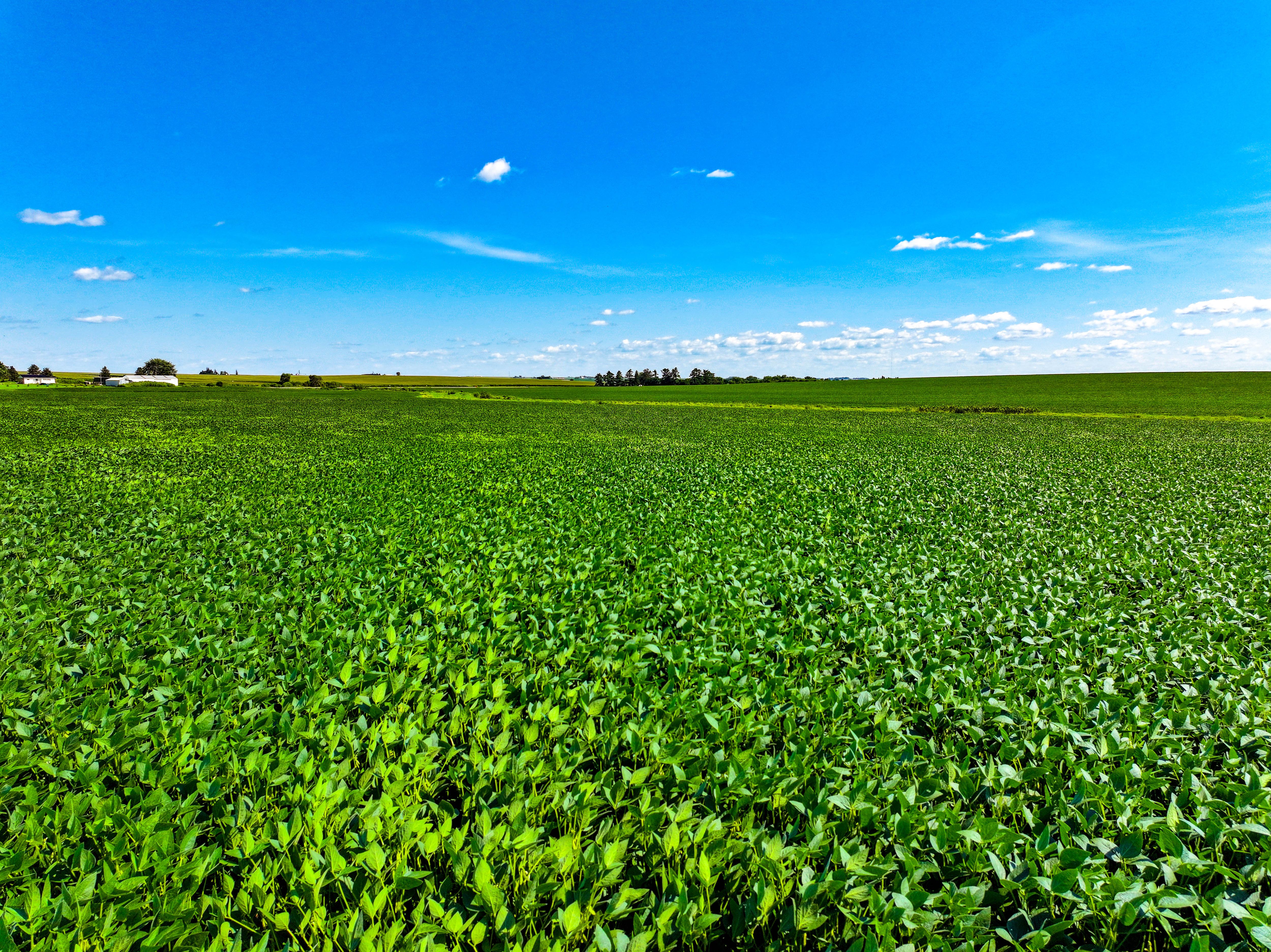 Listing Photo: Soybean-Field-For-Sale