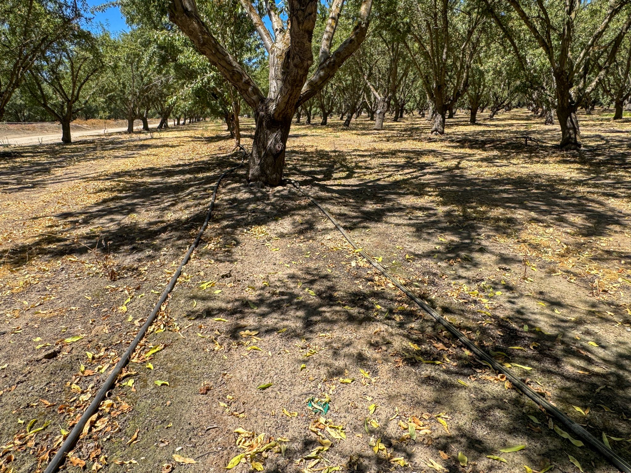 Listing Photo: San-Joaquin-County-32-Acres-Almond-Orchard-Sale