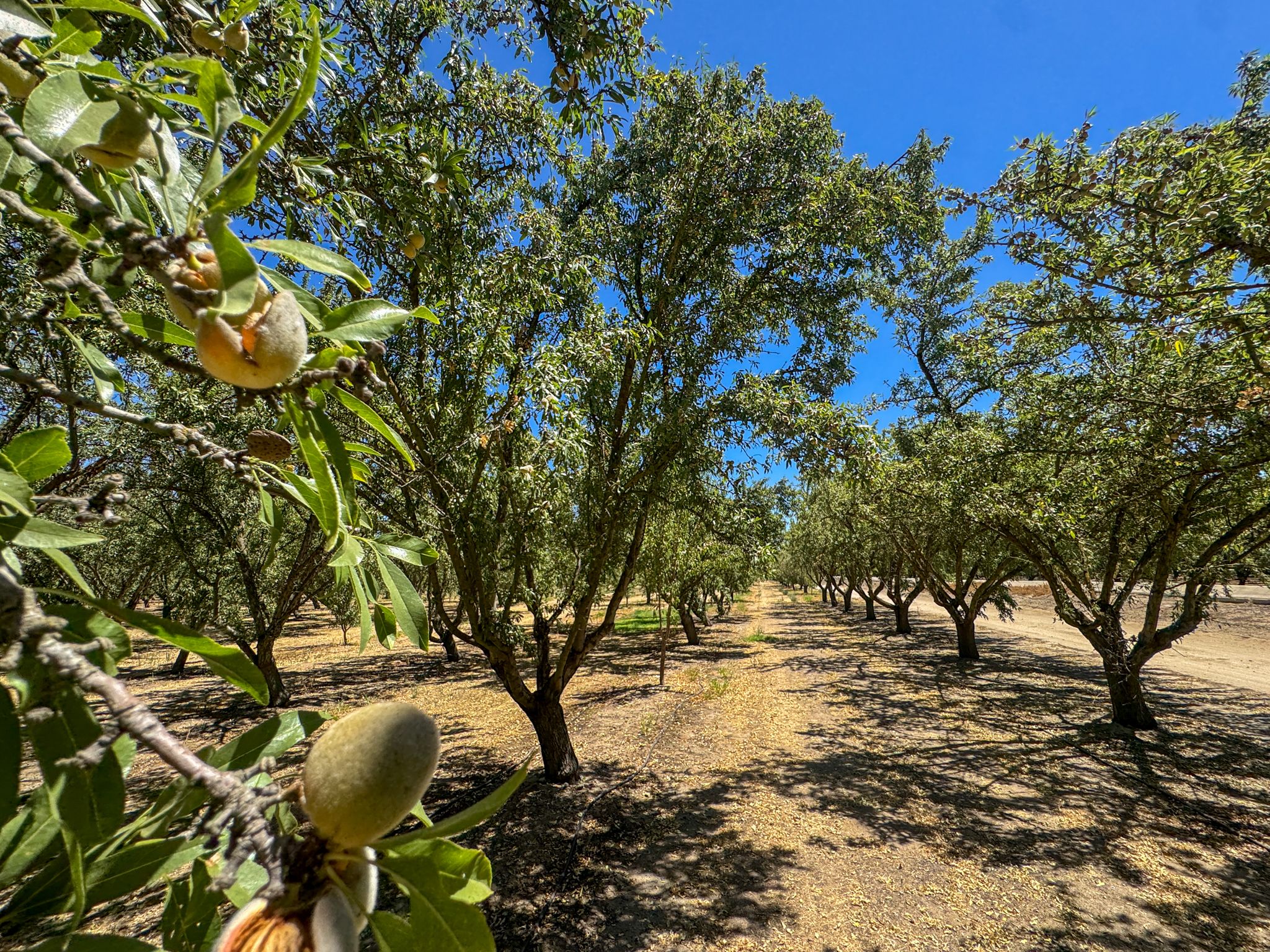 Listing Photo: San-Joaquin-County-32-Acres-Almond-Orchard-Sale