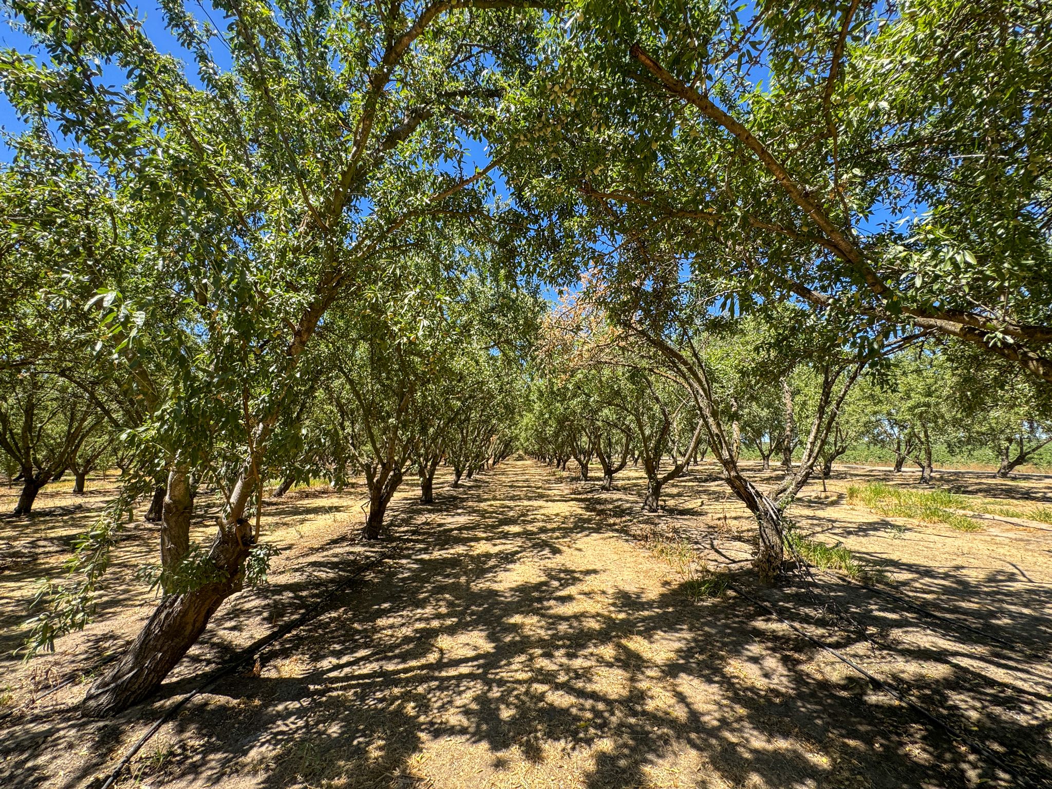 Listing Photo: San-Joaquin-County-32-Acres-Almond-Orchard-Sale