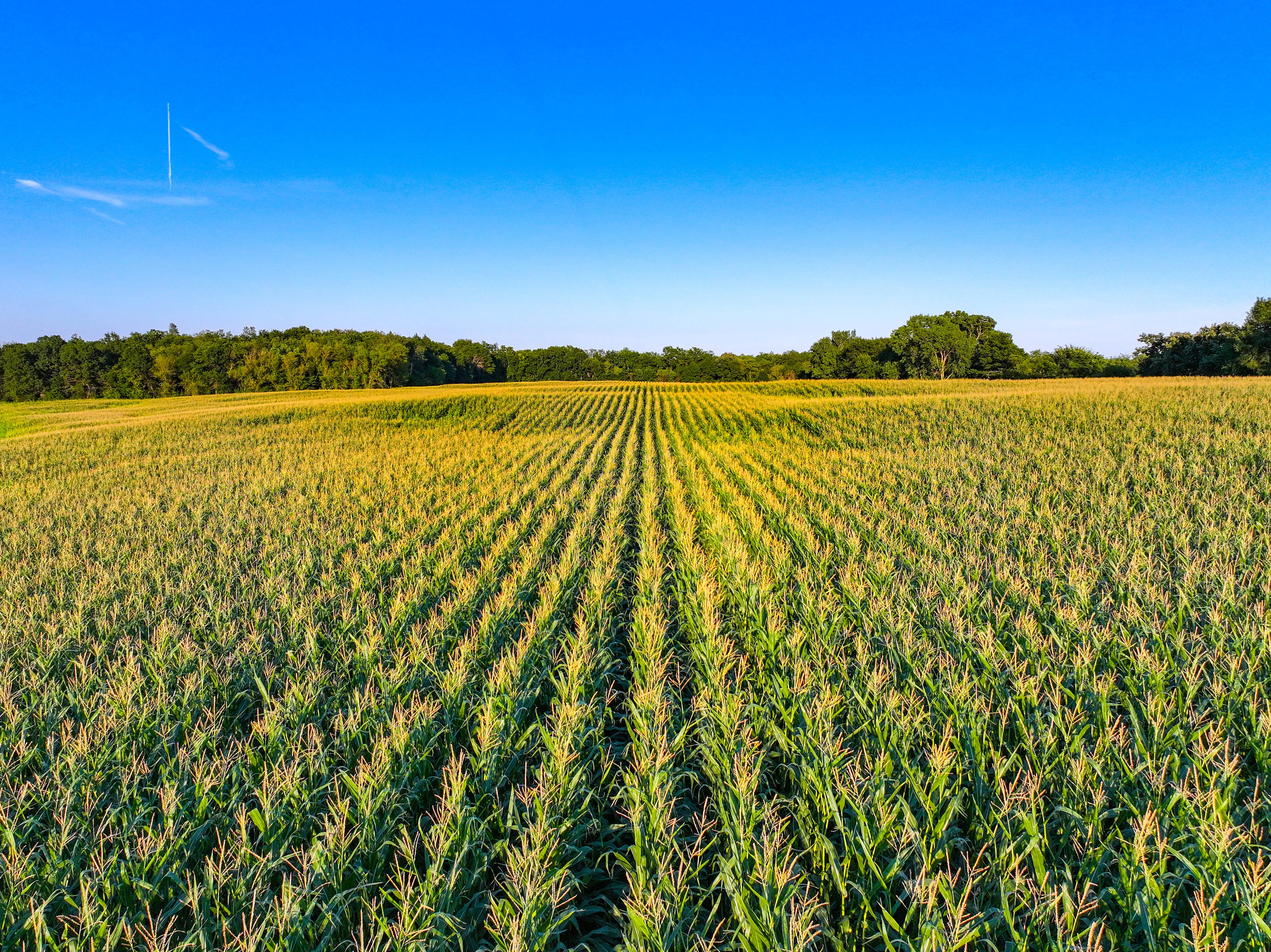 Listing Photo: Iowa hunting land