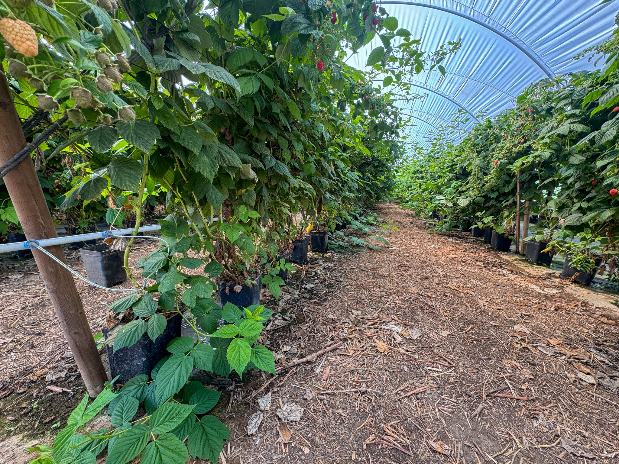 Listing Photo: Ventura-County-Leased-Farmland-For-Sale
