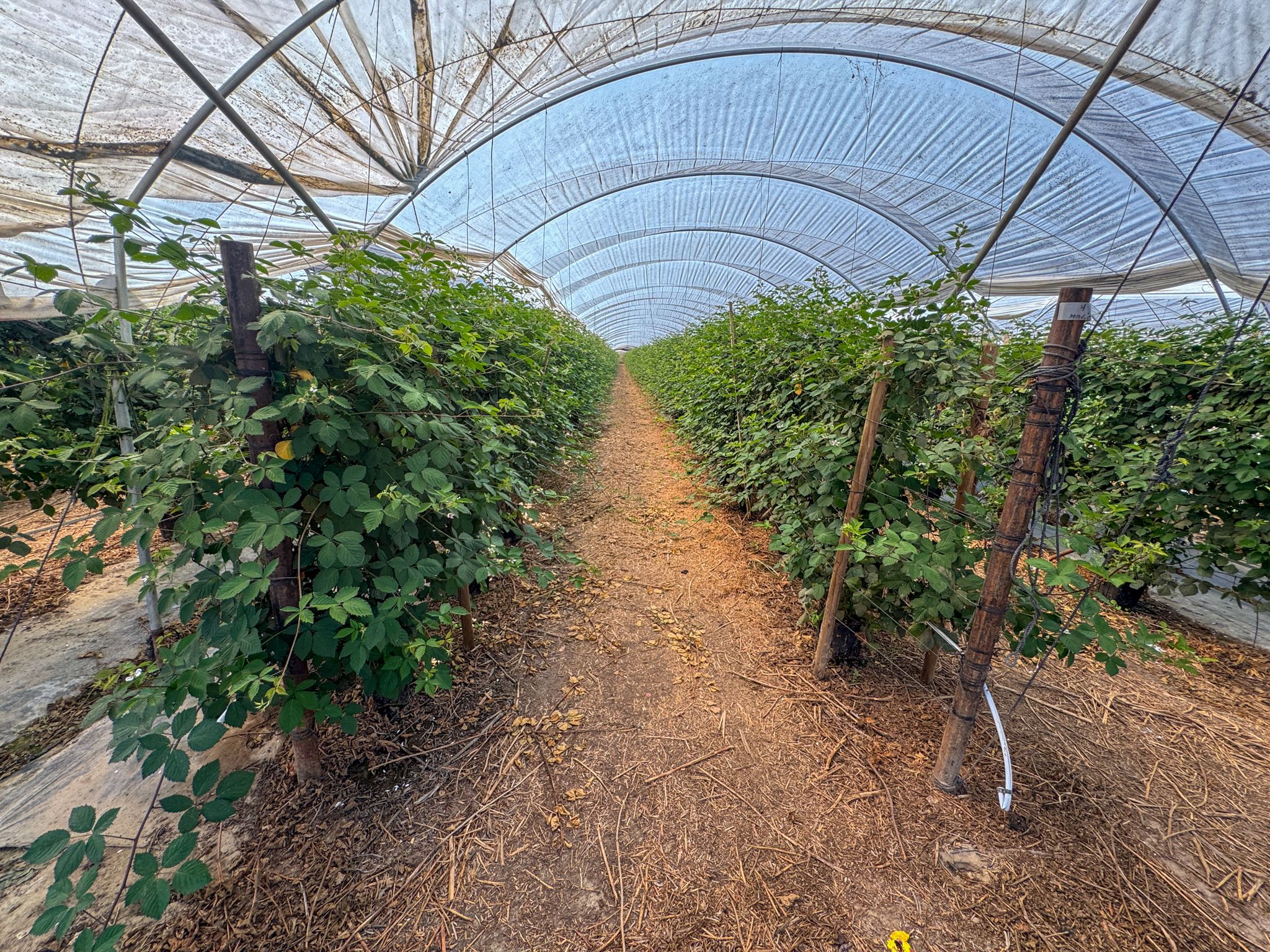 Listing Photo: Ventura-County-Leased-Farmland-For-Sale