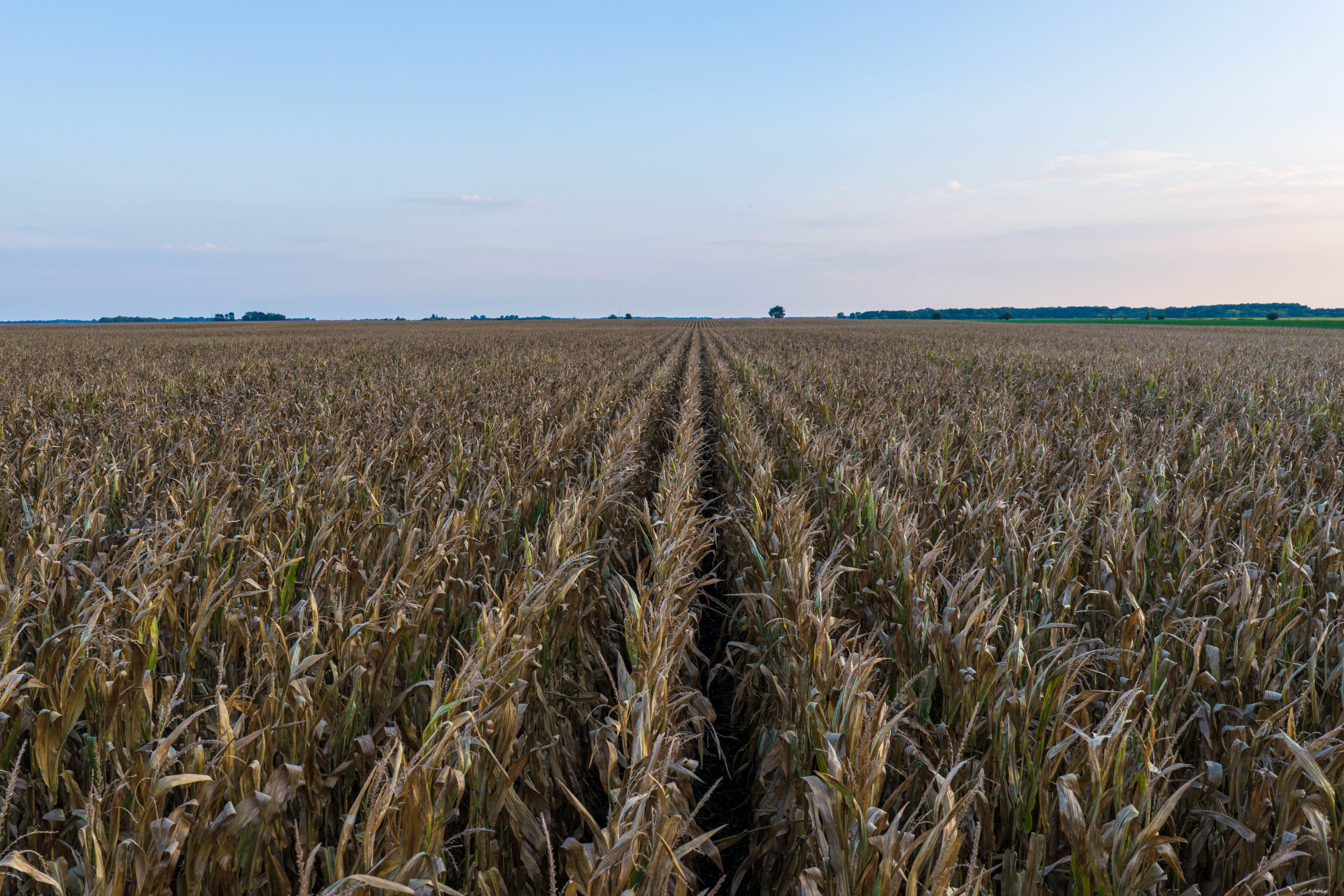 Listing Photo: 80.52-Acres-Warren-County-Illinois(11)