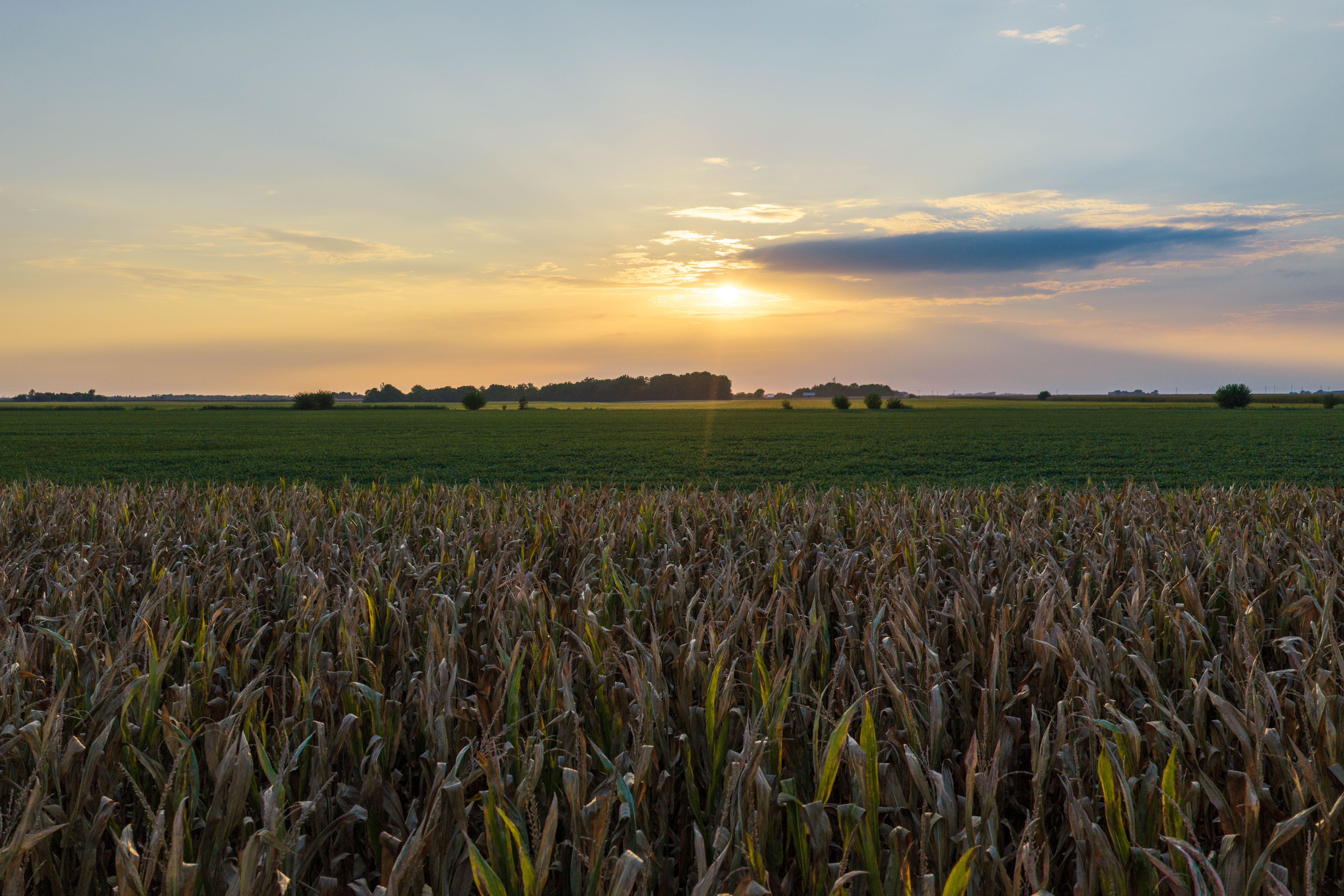 Listing Photo: 80.52-Acres-Warren-County-Illinois(12)