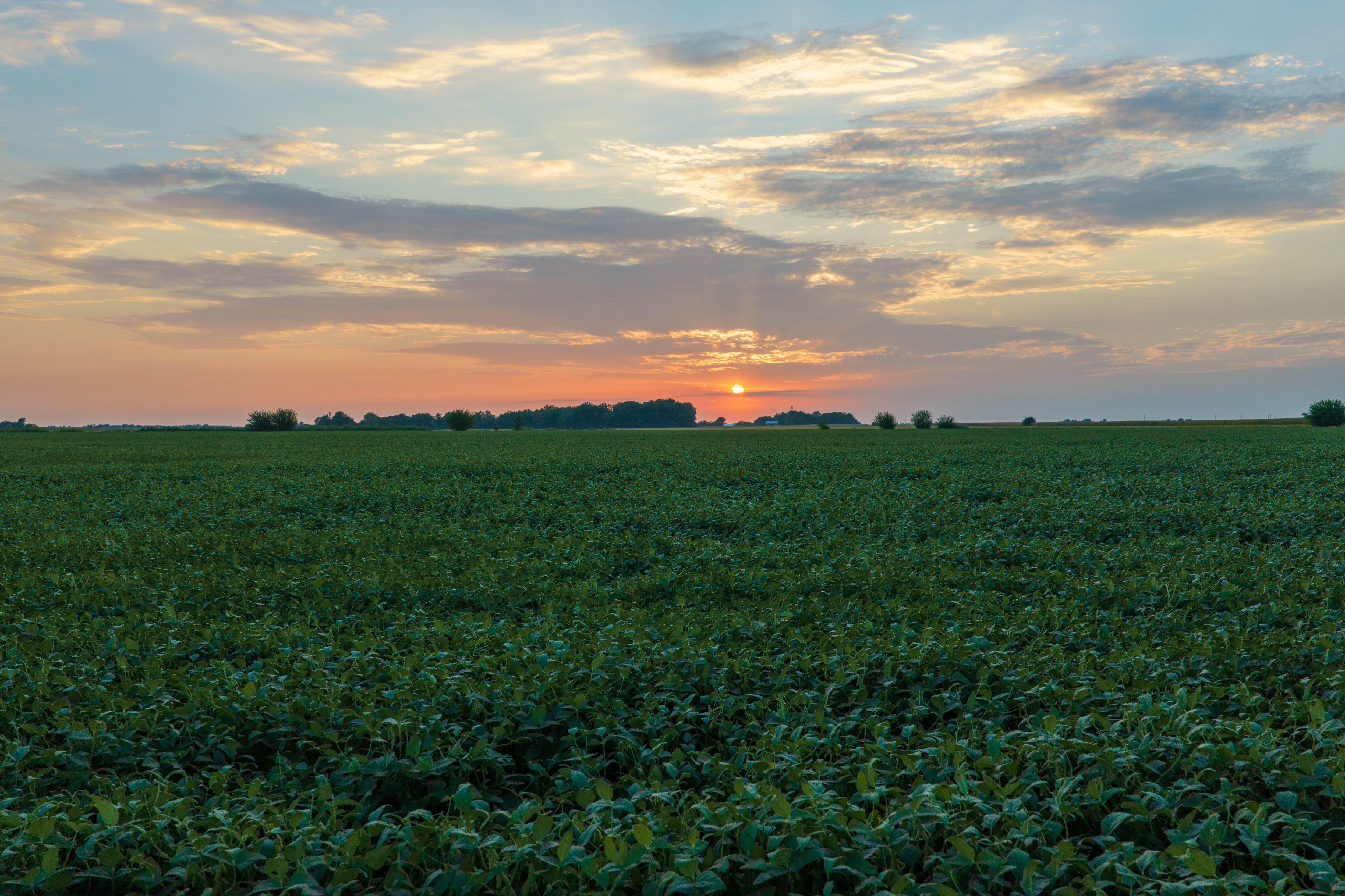 Listing Photo: 80.52-Acres-Warren-County-Illinois(19)