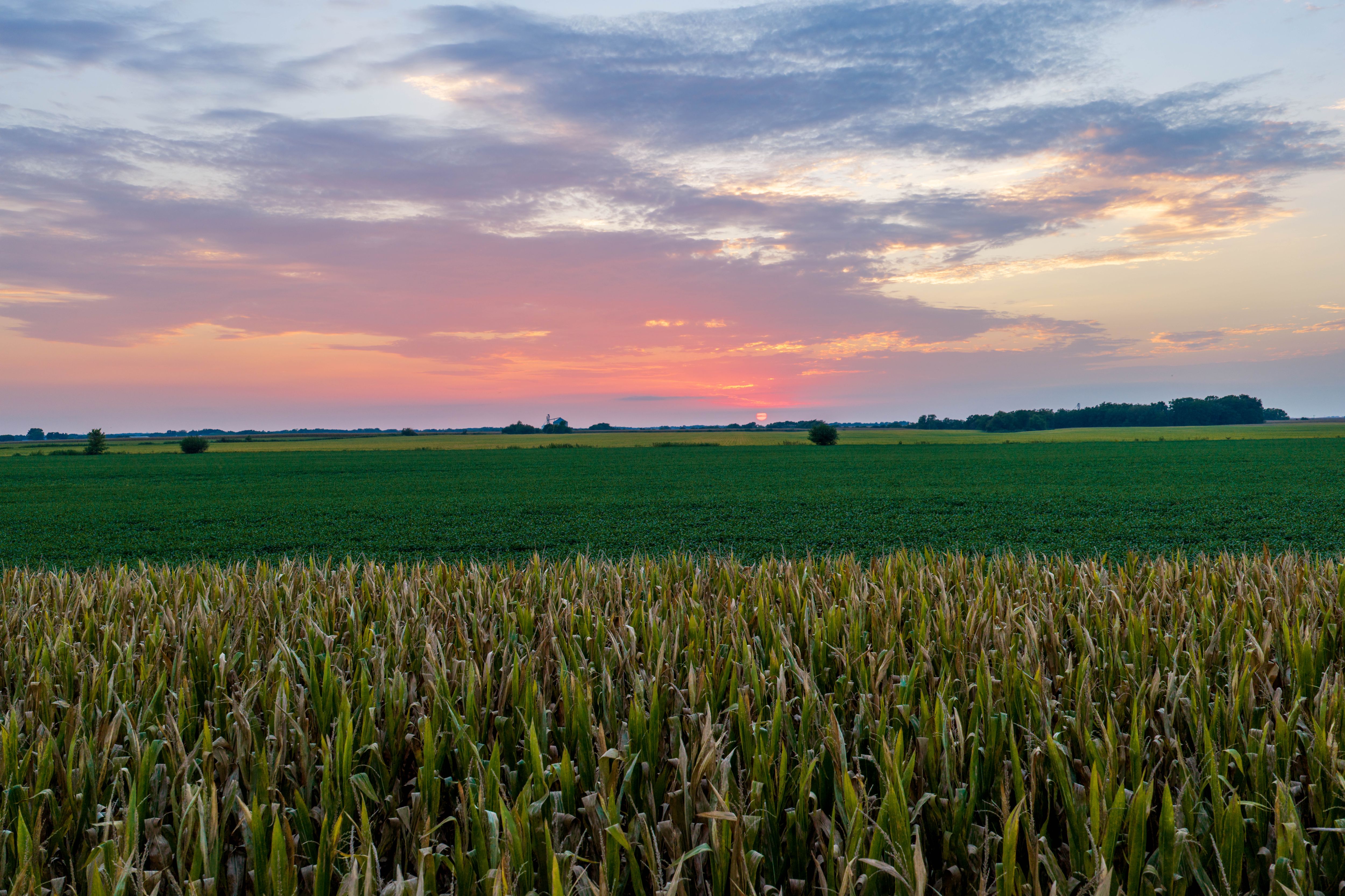 Listing Photo: 80.52-Acres-Warren-County-Illinois(22)