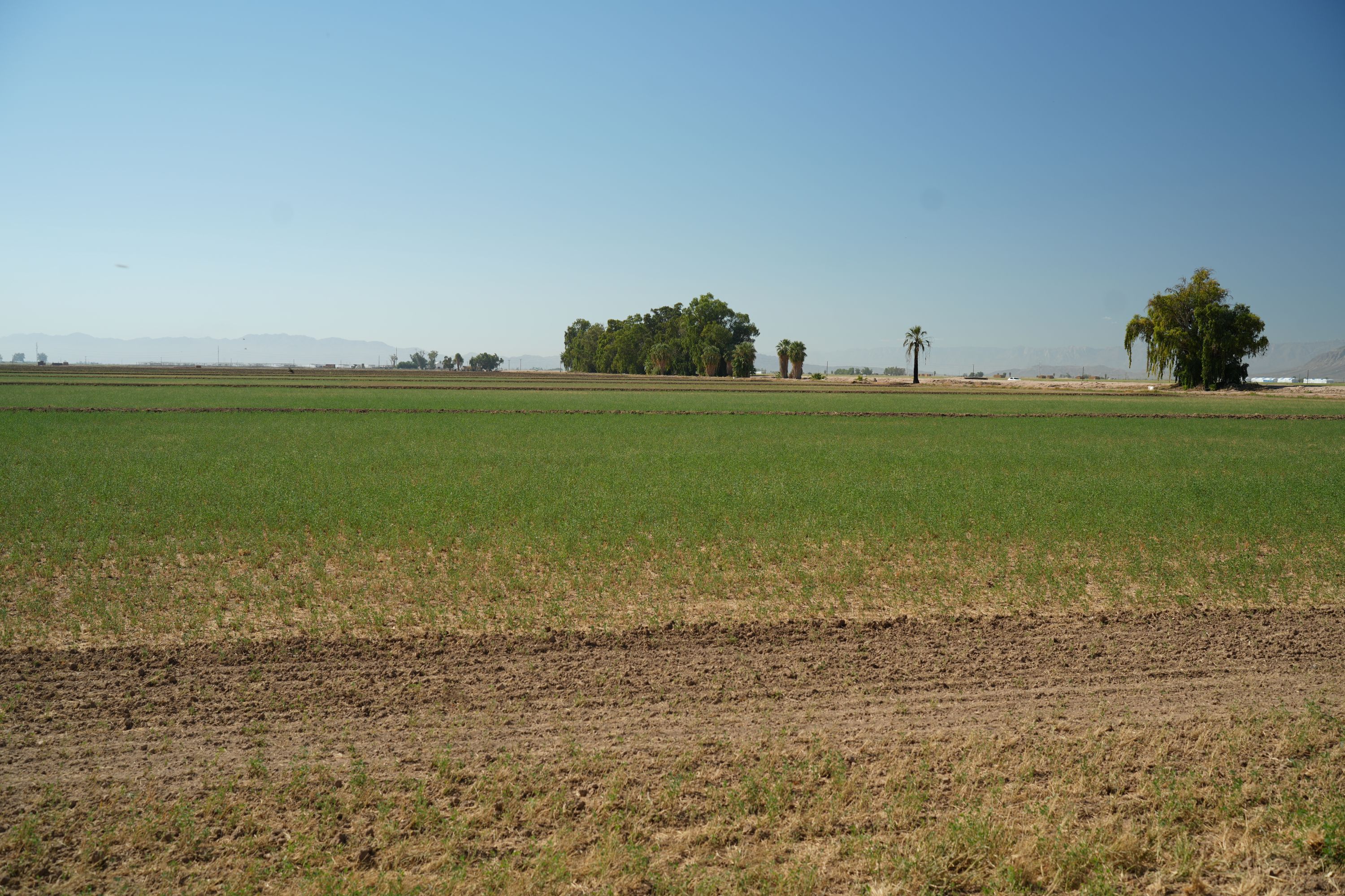 Listing Photo: Dahlia-9-Imperial-Farmland-For-Sale