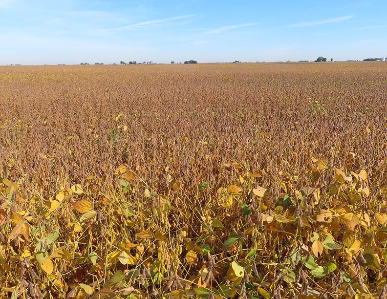 Listing Photo: Freise Trust Farm, looking north