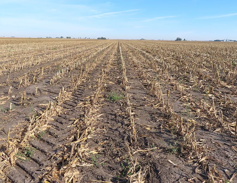 Listing Photo: Freise Trust Farm, looking north