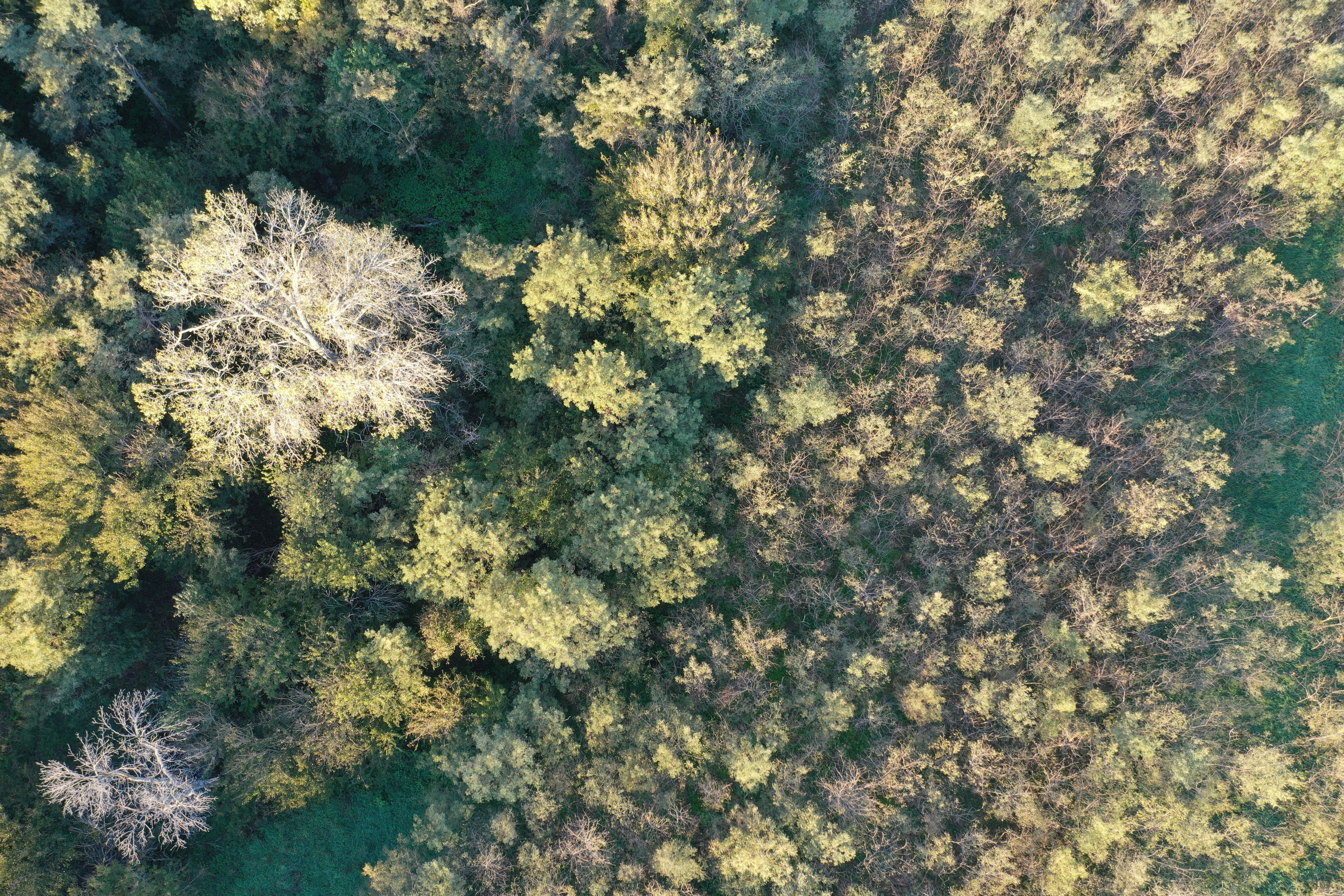 Listing Photo: DJI_0385